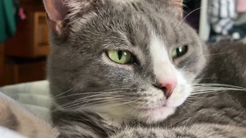 Sleeping Cat Sudden Wake Up Stock Footage 130357742