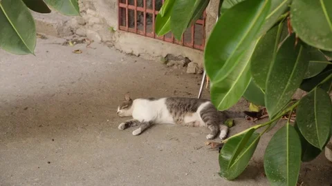 Sleeping cat in the sun Stock Footage 78109724