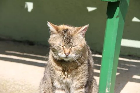 Sleeping cat in the sun Stock Photos