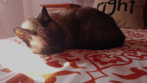 Sleeping cat sunbathing in a bed Stock Footage 148411243
