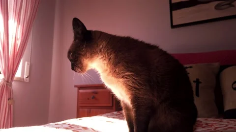 Sleeping cat sunbathing in a bed Stock Footage 148411247