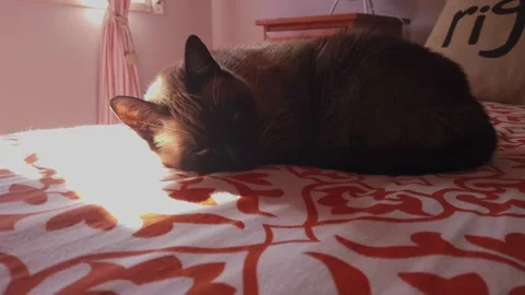 Sleeping cat sunbathing in a bed Stock Footage 148411256