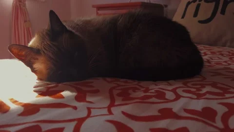 Sleeping cat sunbathing in a bed Stock Footage 148411266