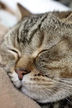 Sleeping cat tabi Stock Photos