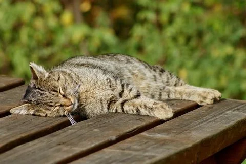 Sleeping cat on a table Stock Photos