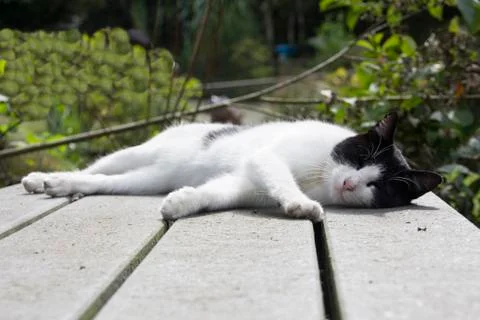 Sleeping cat on a table Stock Photos