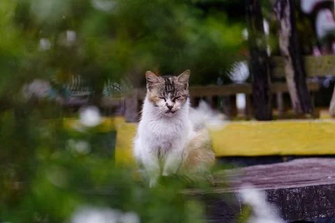 Sleeping Cat On Table Stock Photos