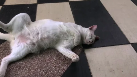 Sleeping cat with tail moving Stock Footage 270282834