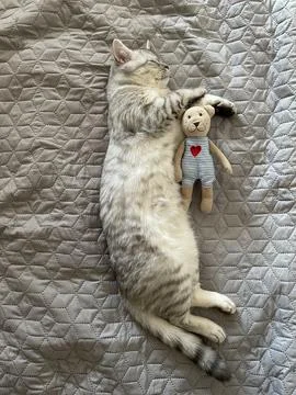 Sleeping cat with teddy bear 스톡 사진