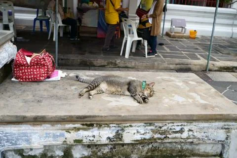 Sleeping cat at temple in Thailand Stock Photos