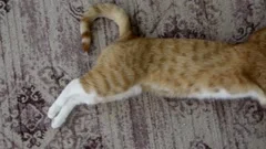 https://images.pond5.com/sleeping-cat-top-view-pet-footage-150371919_iconm.jpeg