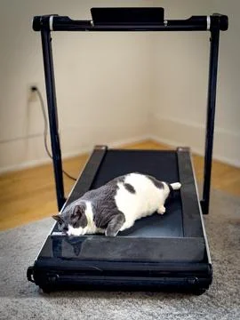 Sleeping cat on a treadmill Stock Photos