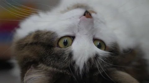 Sleeping cat turns over 스톡 동영상 164550070