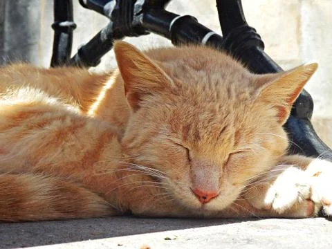 Sleeping cat under the bench Foto stock