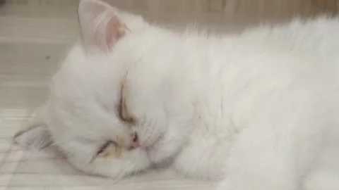 The sleeping cat is very cute Stock Footage 288281567