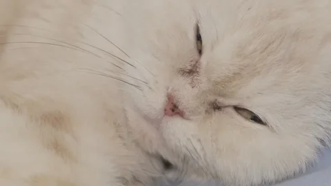 Sleeping cat wakes up in close-up 스톡 동영상 264092456