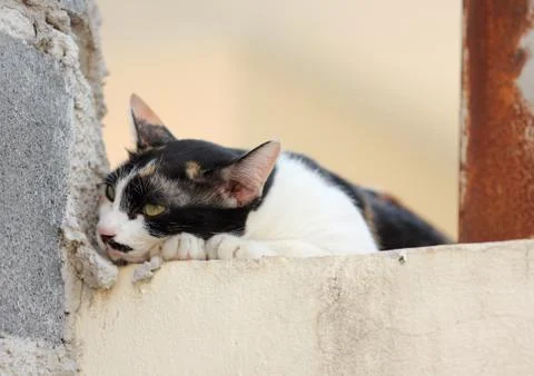 Sleeping cat on the wall Stock Photos