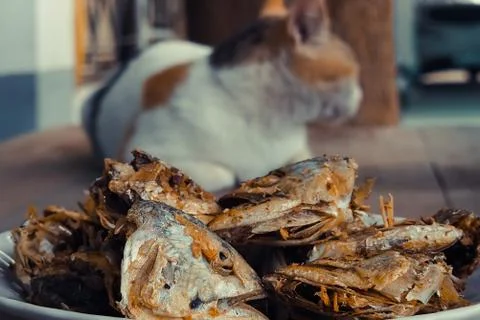 Sleeping cat watch deep Fried Fish Head. Selective focus on the Stock Photos
