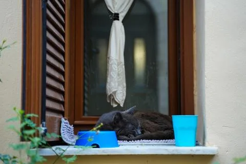 Sleeping Cat on Window Ledge with Blue Bowls Stock Photos