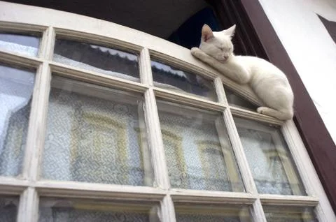 Sleeping cat in the window Stock Photos