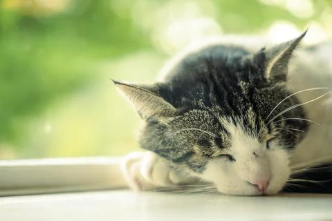 Sleeping cat in window sill Stock Photos