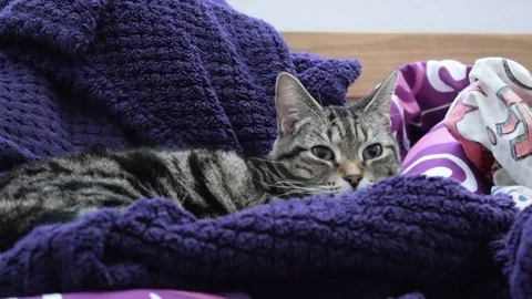 Sleeping Cat Woken Up Stock Footage 73738685