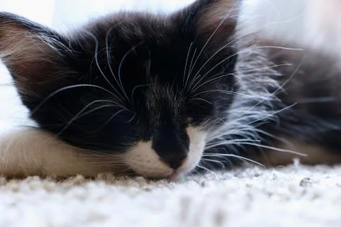 Sleeping Cat2 Stock Photos