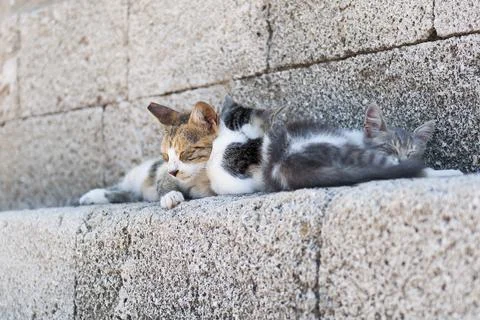 Sleeping cats Stock Photos