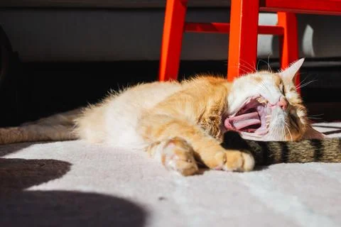 Sleeping Cats Soft Focus Bright Sun Bedroom-07 Stock Photos