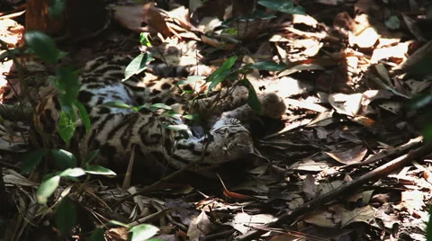 Sleeping Cheetah Stock Footage 42356986