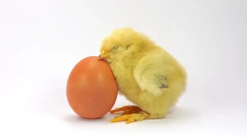 Sleeping chicken on the egg Stock Footage 126118224