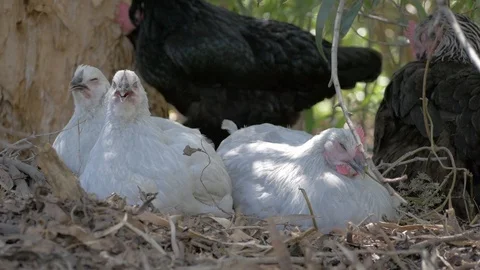 Sleeping chickens Stockbeeldmateriaal 88893648