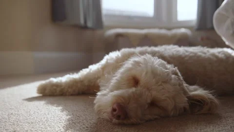Sleeping Cockapoo Dog Video stock 130903846