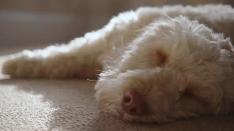 Sleeping Cockapoo Dog Stock Footage 130903849