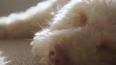 Sleeping Cockapoo Dog Video stock 130903851