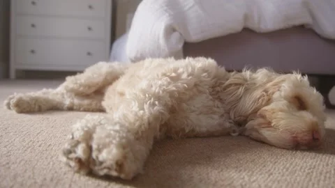 Sleeping Cockapoo Dog Video stock 130903868