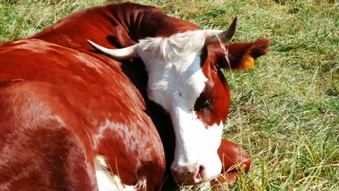 Sleeping cow being harassed by flies Video stock 152733736