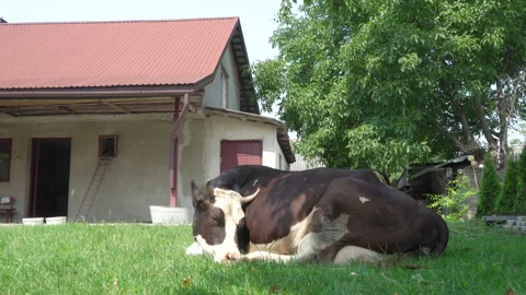 Sleeping Cow Stock Footage 247415703