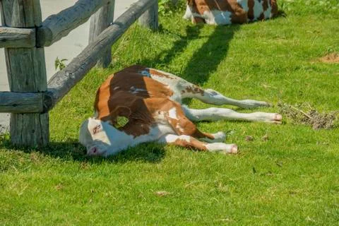 Sleeping cows on green grass Stock Photos