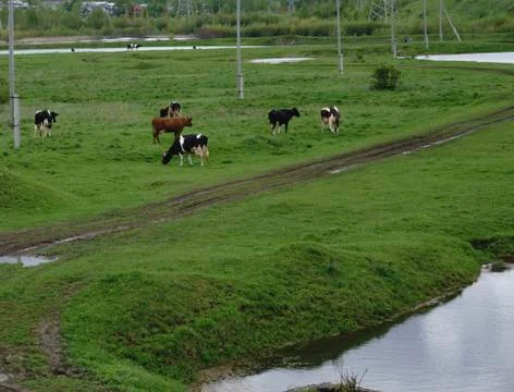 Sleeping cows at sunrise Stock Photos