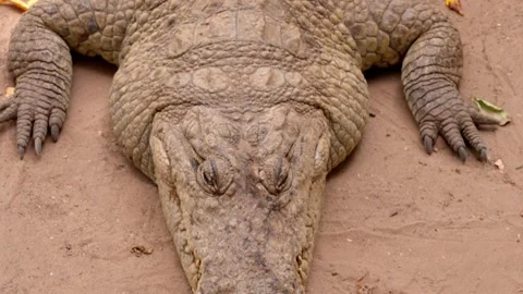 Sleeping crocodile, aligator, from head to tail Stock Footage 305240640