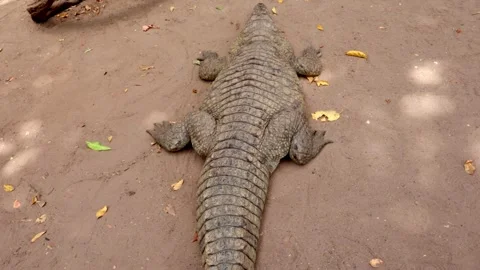 Sleeping crocodile, aligator, from tail to head. Stock Footage 305240505