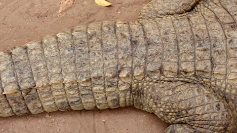 Sleeping crocodile, aligator, from tail to head Stock Footage 305240607