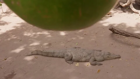 Sleeping crocodile, alligator behind a fruit, West Africa Stock Footage 305241245