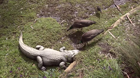 Sleeping Crocodile and Peacocks Stock Footage 40473028