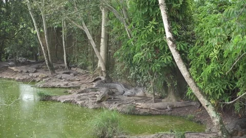 SLEEPING CROCODILE Stock Footage 286086022