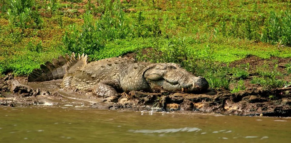 Sleeping crocodile Foto stock