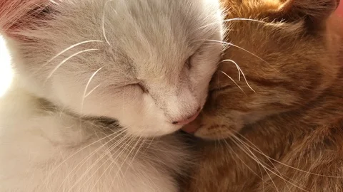 Sleeping Cute Cats Stock Footage 98366948