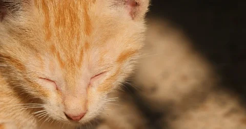 Sleeping Cute Kitten Wakes Up Suddenly. Stock Footage 86220488