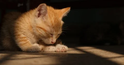 Sleeping Cute Kitten Wakes Up Suddenly and Looks Around Stock Footage 86220714